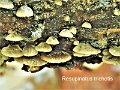 Resupinatus trichotis-amf2136-2